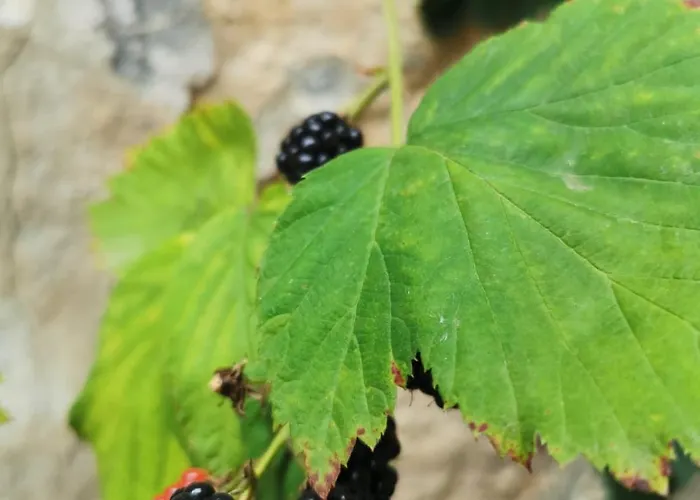 Kleine13 Quedlinburg